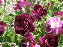 Burgundy Iceberg flower